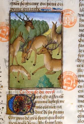 Kudde herten, uit het Livre de la Chasse door Gaston Phebus de Foix (1331-91)