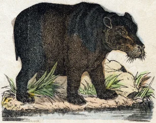 Nijlpaard. Gravure in "Alphabet des animaux sauvages". 9e Serie. Beeld van Epinal, Pellerin, drukker-uitgever, circa 1870. Gravures op hout, gestencild. 16 pagina