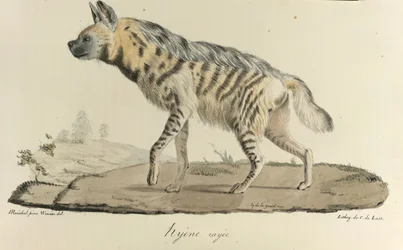 Hyena, een gestreepte hyena, uit Histoire Naturelle des Mammifères