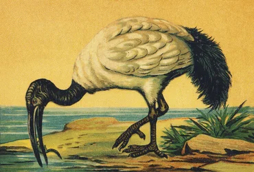 I als Ibis