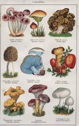 Illustratie voor "traite de medecine et d