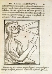 Illustratie uit De Homine Figuris door Rene Descartes, gepubliceerd in Den Haag, 1662