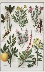 Illustratie uit "MON DOCTEUR - Traite de MEDECINE et d