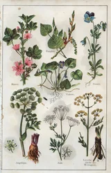 Illustratie uit "Mon docteur - Traite de Medecine et d