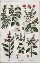 Illustratie uit "Mon docteur, traite de medecine et d