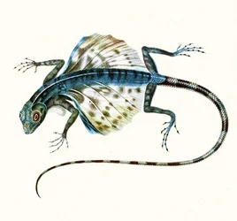 Illustratie van de glijdende hagedis - Draco Volans 1831