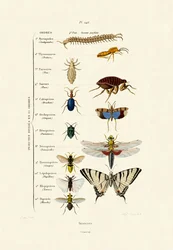Insecten, 1833-39