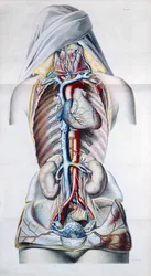 Interne organen van een vrouw, plaat uit Recherches Anatomiques, Physiologiques, et Pathologiques sur le System Veineux door Gilbert Breschet (1784-1845) gegraveerd door Engelmann, Parijs, 1829