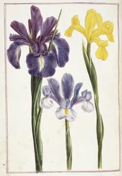 Iris, 18e eeuw