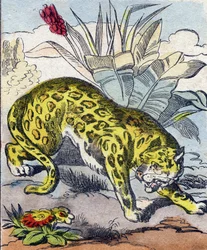 Jaguar. Gravure in "Buffon Alphabet des Animaux". 3e Serie N 1. Imaging of Epinal, Epinal, eind 19e eeuw. 16 pagina