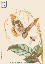 Indiase Kallima (Cethosia biblis)