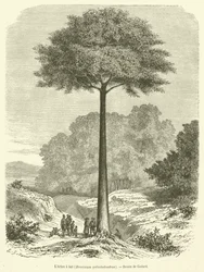 De Melkboom, Brosimum galactodendron