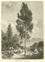 De Eucalyptus globulus