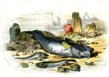La Blennie Ovipare (Blennius viviparus), onderaan de trachine vive en de gad cod - Plaat uit Histoire Naturelle door Bernard Germain de Lacepede (1856-1925), editie P.Furme, Parijs
