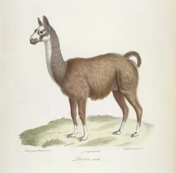 Lama mannetje, uit Histoire Naturelle des Mammifères