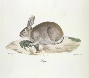 Konijn, uit Histoire Naturelle des Mammifères (kleur litho)