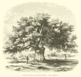 De eik van Antein, in het bos van Senart (gravure)