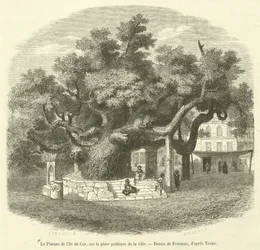 De plataan van het eiland Kos, op het openbare plein van de stad (gravure)