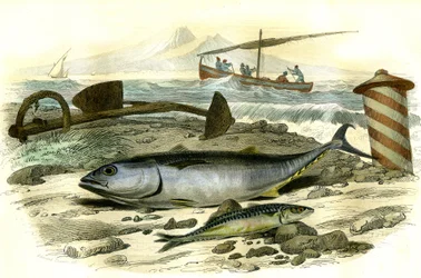 De tonijn (Scomber Thynnus), de makreel (Scomber Scombrus) - Plaat uit Natuurlijke Historie door Bernard Germain de Lacepede (1856-1925), editie P.Furme, Parijs