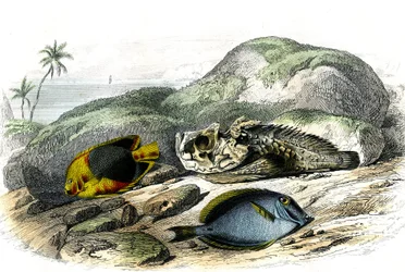 De driekleur (Holocanthus tricolor), de verschrikkelijke en de chirurg (Acanthurus Surgery) - Plaat uit Histoire Naturelle door Bernard Germain de Lacepede (1856-1925), editie P.Furme, Parijs