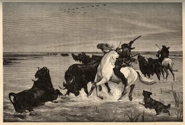 De ossen (runderras) van de Camargue naar het schilderij van Vayson - gravure in PATRIE - gravure in PATILE - BESCHRIJVING PICTURESQUE VAN FRANKRIJK IN 6 DELEN DOOR LUCIEN HUARD - eind 19e eeuw
