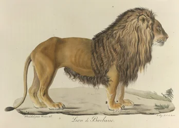 Berberleeuw. Een Berberleeuw, uit “Histoire Naturelle des Mammifères”