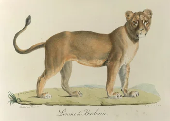 Barbarijse leeuwin, uit Histoire Naturelle des Mammifères (kleur litho)