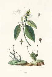 Levermos