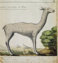 Lama, Peru, aquarel uit logboek van Jacques Gouin de Beauchesne, kapitein van Compagnie royale de la Mer du Sud, van 1698 tot 1701, Frankrijk