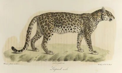 Luipaard, mannetje. Een mannelijke luipaard, uit 
