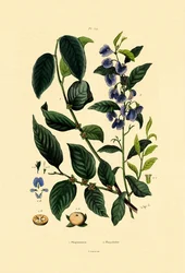 Lotuspruim