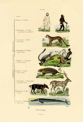 Zoogdierenkunde