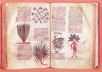 Mandragora, uit een verhandeling door Dioscorides (AD 40-ca.90)