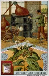 Medicinale planten: kamfer; bereiding van kamfer in Japan - Chromo Liébig, ca. 1900