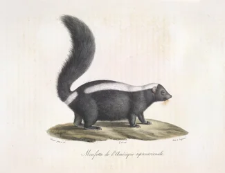 Stinkdier, uit Histoire Naturelle des Mammifères