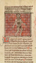 Anatomisch figuur, uit La Chirurgie de Maitre Henri de Mondeville