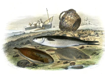 Harder (Mugilidae), Tong (Solea Vulgaris), schol (Microstomus Kitt) - Plaat uit Natuurlijke Geschiedenis door Bernard Germain de Lacepede (1856-1925), editie P.Furme, Parijs