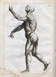 Menselijke spieren - gravure in "Abstracte Anatomie, aangepast aan de kunsten van schilderen en beeldhouwen" - "Abrege d