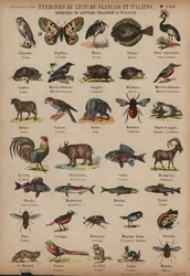 Namen van dieren in het Frans en Italiaans