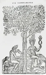 Nana fuit, geneeskrachtige plant, illustratie uit Singulariteiten van Frankrijk Antarctique, door Andre de Thevet, 1558