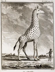 Natuurhistorische plaat: De Giraffe - in 