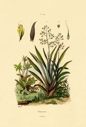 Nieuw-Zeelandse Vlas