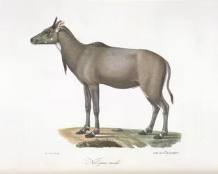 Nilgau mannetje. Nylgau antilope, uit Histoire Naturelle des Mammifères