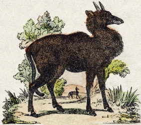 Nyl-ghau (Nyl ghau, Indiaas dier). Gravure in "Alphabet des animaux sauvages". 9e Serie. Beeldvorming van Epinal, Pellerin, drukker-uitgever, circa 1870. Houtsneden, gestencild. 16 pagina