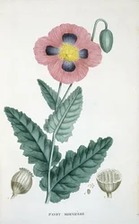 Papaver