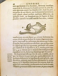Optisch diagram, uit De Homine Figuris door René Descartes (1596-1650) gepubliceerd in Den Haag, 1662