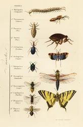Orden van insecten
