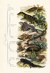 Ordes van reptielen: kwetsbare Indiase weekschildpad, Nilssonia gangetica, brilkaaiman, Caiman crocodilus, kraaghagedis, Chlamydosaurus kingii, gewone schubvoet, Pygopus lepidopudus, Europese glasslang, Pseudopus apodus, gewone adder