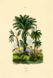 Palmbomen