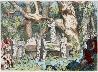 Maretakken plukken door de druïden in Gallië, eind 19e eeuw (gravure)